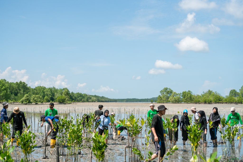 Volunteers planting mangrove saplings along the Lagoi coastline