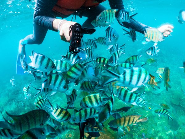 Snorkeling Activity in Lagoi Bay Bintan