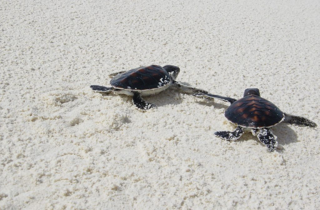 Turtle Conservation in Bintan Island