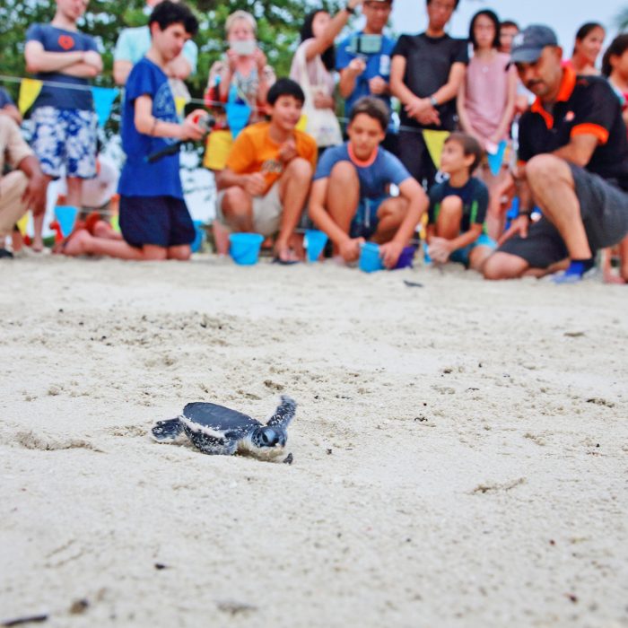 Turtle Release at Bintan Resort