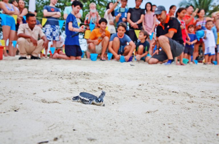 Turtle Release at Bintan Resort