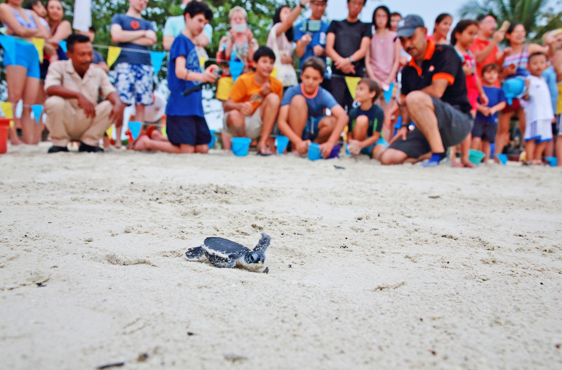 Protecting Bintan’s Precious Turtles: A Guide to Turtle Conservation and Hatchery Programs