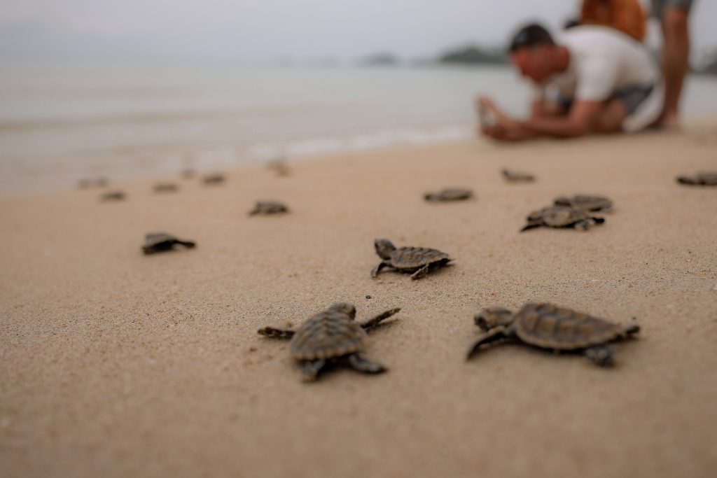 Bintan Resorts turtle conservation