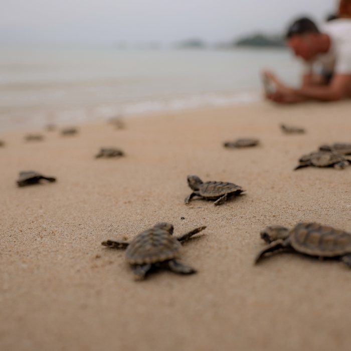 Bintan Resorts turtle conservation