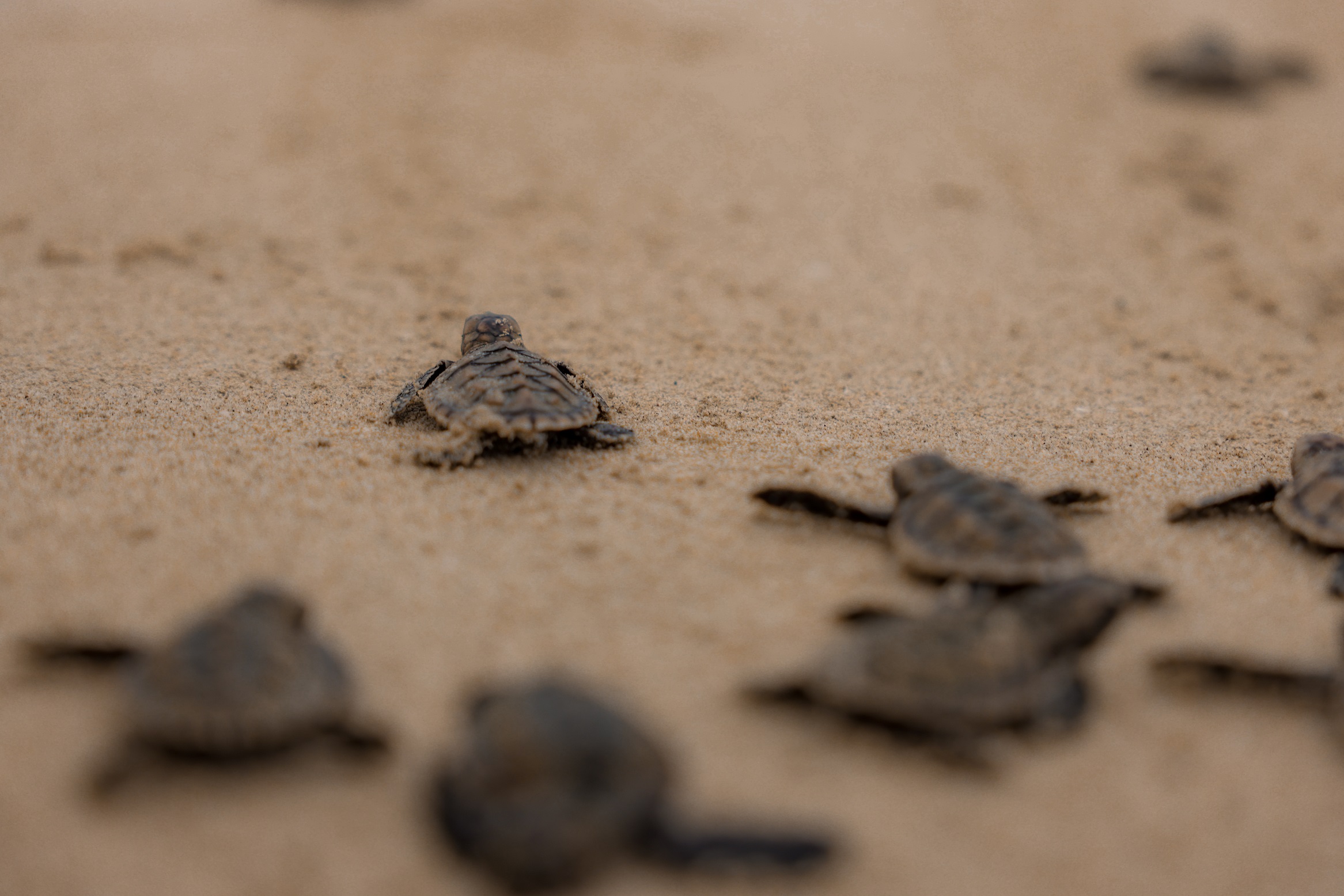 Banyan Tree Bintan Sea Turtle Conservation Project