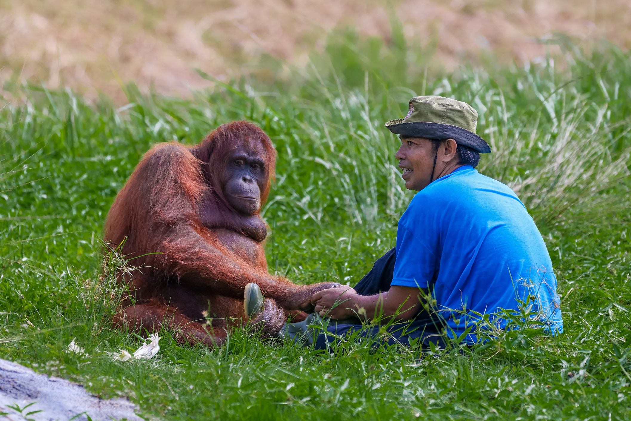 Discover the Majestic Orangutans of Safari Lagoi